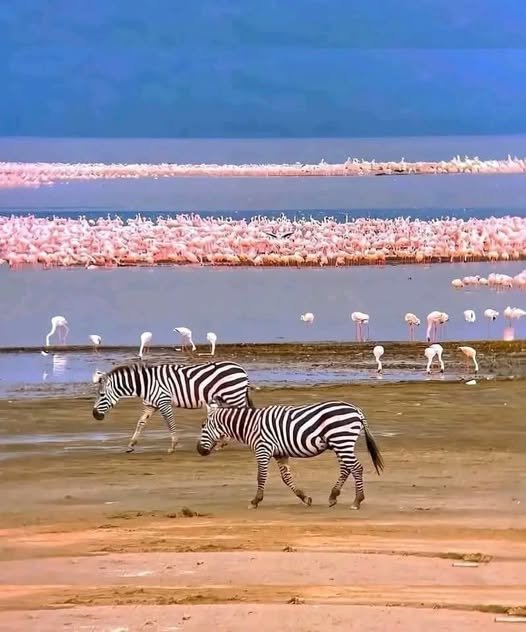 Lake Nakuru